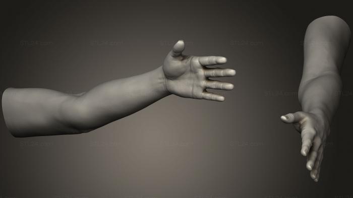 Анатомия скелеты и черепа (Поза женской руки 1, ANTM_0533) 3D модель для ЧПУ станка